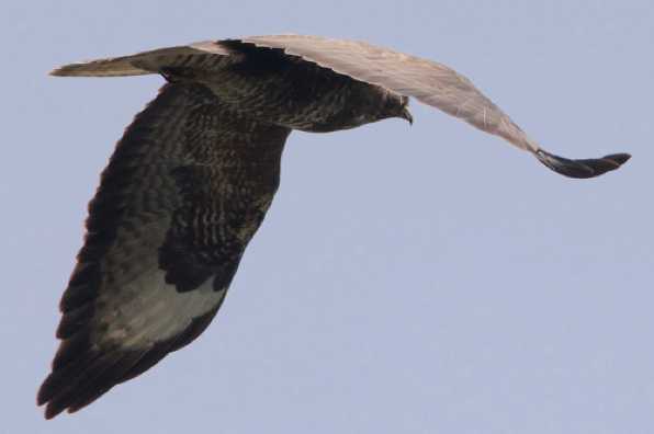 04 June 2020 - 14-27-44 
It would help if the buzzards would fly this low whilst approaching us. But it looks very elegant.
---------------------------
Buzzard over Dartmouth, Devon